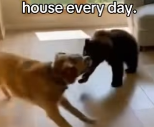 P0702005 found her hiding wolf in rain Real animal rescues that (Part 2)