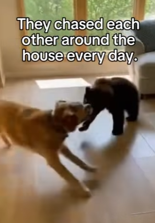 P0702005 found her hiding wolf in rain Real animal rescues that (Part 2)