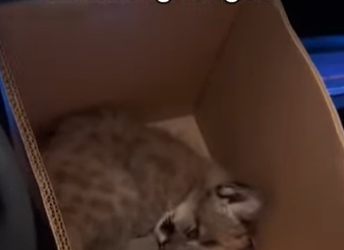 P0702011 Mountain Lion Gives Me Her Sick Baby (Part 2)