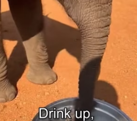 P0702007 Vultures Almost Ate Baby Elephant (Parte 2)