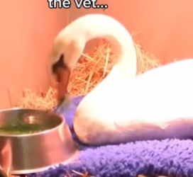 P0702008 Rescued swan had babies (Part 2)