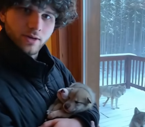 F0402007 My friend adopted two newborn wolf cubs (Part 2)