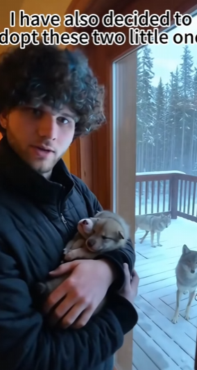 F0402007 My friend adopted two newborn wolf cubs (Part 2)