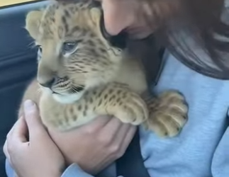F0402008 kind hearted couple took in lion cub (Part 2)