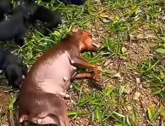 M0202006 El rescate ofrecio refugio (Parte 2)