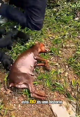 M0202006 El rescate ofrecio refugio (Parte 2)