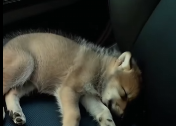 F0402006 Suddenly,I was stopped by wolf (Part 2)