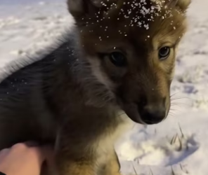 F0402005 By change,i adopted their family (Part 2)