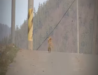 V0802008 acá tienen la historia completa perrito corre detrás de su abuelita (Parte 2)