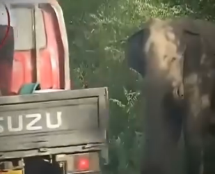 V0802012 ella solo estaba pidiendo ayuda (Parte 2)