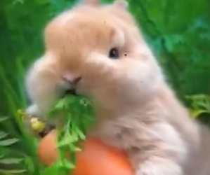 V0802011 Este Conejito Fue Salvado De Un Destino Terrible (Parte 2)