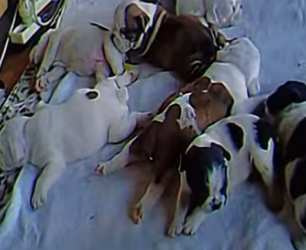 V0802006 este perrito se arrastra por sus problemas en sus patitas (Parte 2)