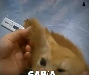 V0802009 lloraba desconsolado pero la ayuda llegó (Parte 2)