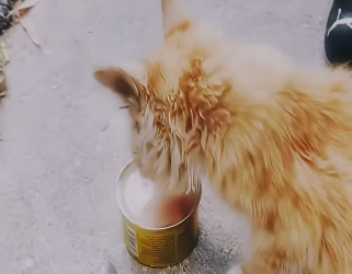 V0802002 lo veían arrastrándose nadie hacía nada (Parte 2)