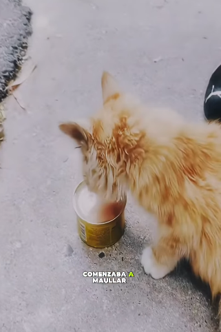 V0802002 lo veían arrastrándose nadie hacía nada (Parte 2)