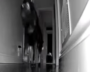 V0802005 los perros guardianes si existen (Parte 2)