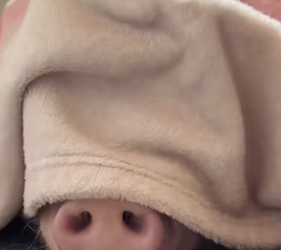 L0602004 Una vida mas fuera de peligro (Parte 2)