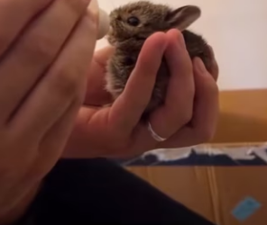 L0602006 La compasion no miro a otro lado (Parte 2)