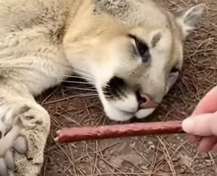 P0502011 found mountain lion in woods, barely more than akin bone (Part 2)