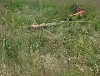 I0602002 Woman dismounts horse to save life (Part 2)