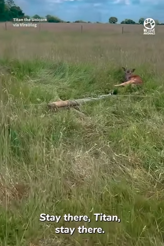 I0602002 Woman dismounts horse to save life (Part 2)