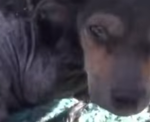 M0202009 Del abandono a la proteccion (Parte 2)