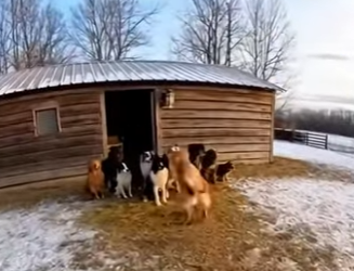 P0902007 dogs rescued kitten had been carried away by bear (Part 2)