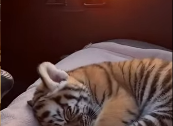 P0902010 helped tiger cub (Part 2)