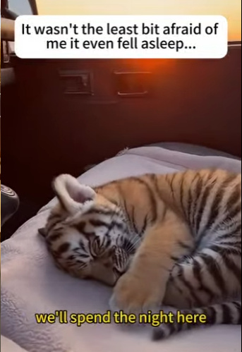 P0902010 helped tiger cub (Part 2)