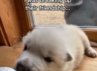 P0902003 How did wolf pup get there (Part 2)