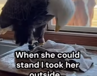 P0902002 My horse wanted to help (Part 2)