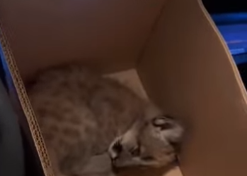 P0902001 Mountain Lion Gives Me Her Sick Baby (Part 2)