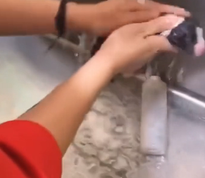 P0902011 stray mother dog gave birth to her puppies on road, left them (Part 2)