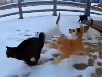 P0902008 cat rescued puppy jaws of tiger (Part 2)