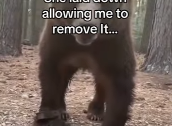 P0902004 I saved a bear (Part 2)