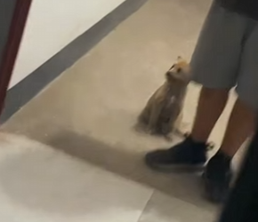 A0702004 little one wants to adopt it, but is afraid parents will (Parte 2)