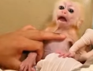 A0702009 His mother was not able to raise him (Parte 2)