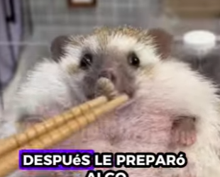 A0702001 Rescatando al erizo (Parte 2)