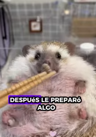 A0702001 Rescatando al erizo (Parte 2)