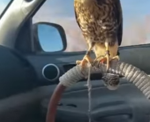 A0702011 man was driving when large eagle suddenly flew into his car (Parte 2)
