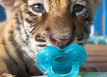 A0702010 Can you believe piglet tried to sneak attack tiger (Parte 2)