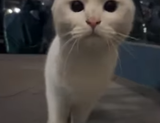 A0702008 white cat abused by its own kind (Parte 2)