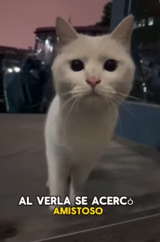 A0702008 white cat abused by its own kind (Parte 2)