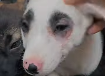 A0702005 Two puppies abandoned in storm (Parte 2)