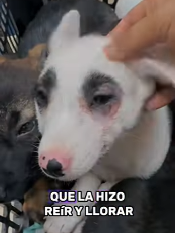 A0702005 Two puppies abandoned in storm (Parte 2)