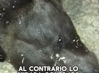 A0702012 ¿Te imaginas una osa dando a luz en tu jardín (Parte 2)