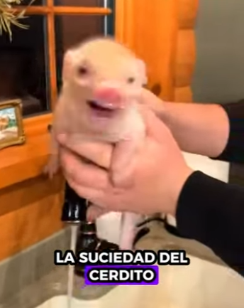 A0702003 Rescatar los lechones (Parte 2)