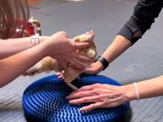 A0702007 is lucky little chick (Parte 2)