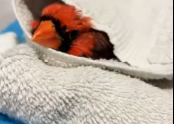 A0702002 Cardenal de rescate (Parte 2)