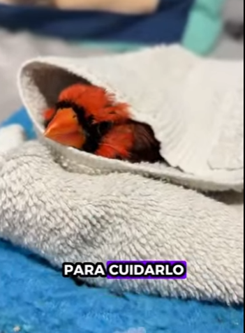 A0702002 Cardenal de rescate (Parte 2)